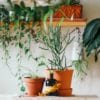 Top 5 Instagram Accounts for Plant Lovers